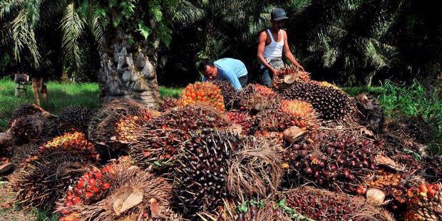 Harga TBS Riau Menunjukan Peningkatan Rp66,55