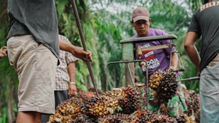 Cek Harganya, TBS Sawit di Riau Sepekan Kedepan Turun Rp 18,79/kg