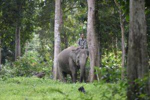 Gajah Sumatra Liar di Riau akan Dipantau dengan GPS Collar