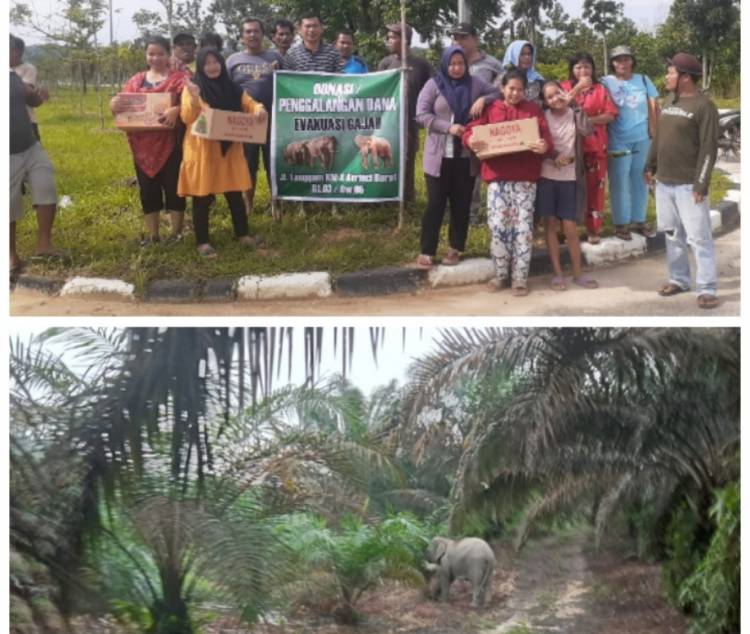 BBKSDA Riau tak Punya Anggaran, Warga Galang Dana untuk Biaya Evakuasi Gajah