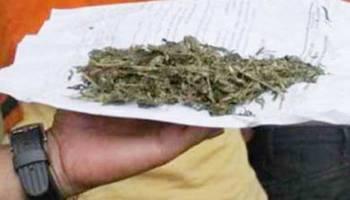 Warga Bumi Ayu Dibekuk Polres Dumai Miliki Ganja