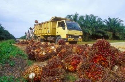 Harga Buah Sawit Turun Tipis