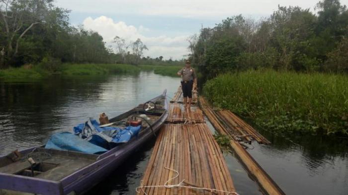 60 Kubik Kayu Diamankan Di Hutan Kerumutan Pelalawan