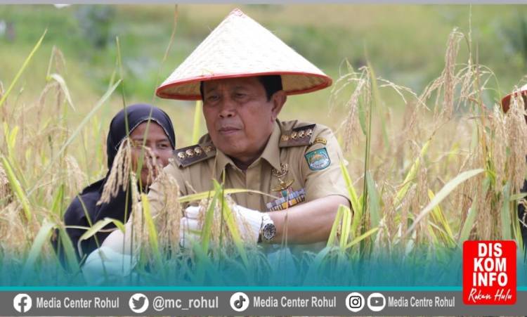 Panen Padi Gogo, Upaya Pemkab Rohul Wujudkan Ketahanan Pangan dan Pengendalian Inflasi