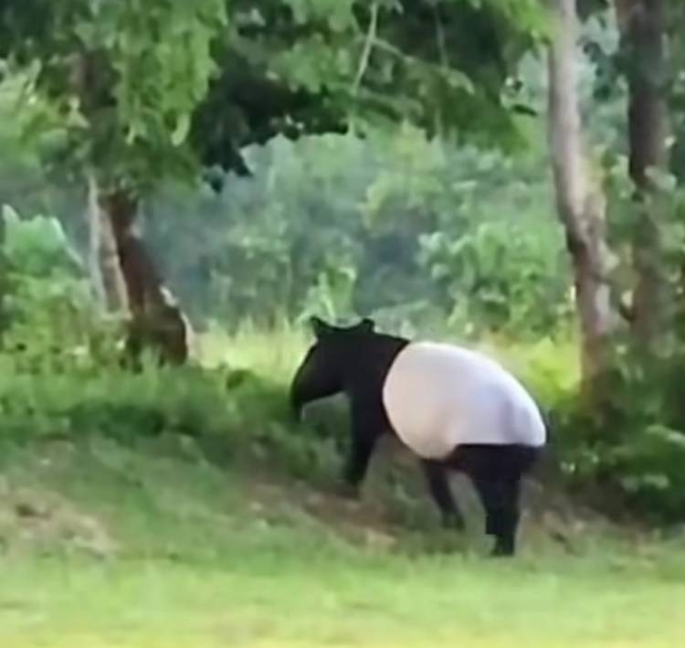 Momen Langka, Tapir Berukuran Besar Muncul di Flying Squad TNTN