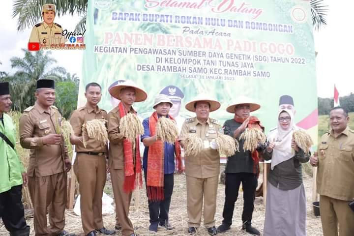Bupati Rohul Ikut Panen Bersama Padi Gogo jenis Sesungke