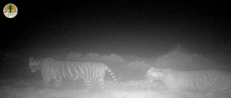 Harimau Bermunculan di Siak, BBKSDA Riau Pasang Kamera dan Kandang Jebakan