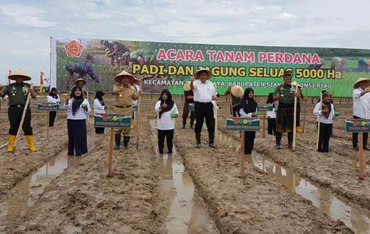Bupati Siak Wujudkan Swasembada Pangan 
