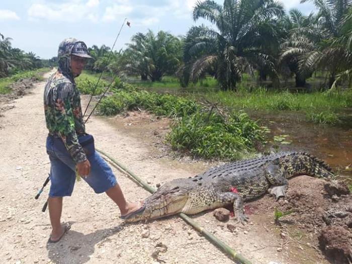 Asyik Mancing, Pria di Rengat Ini Dikejar Buaya