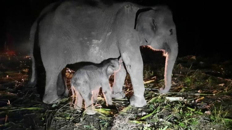Ada Kabar Gembira, Bayi Gajah Betina Lahir di Riau