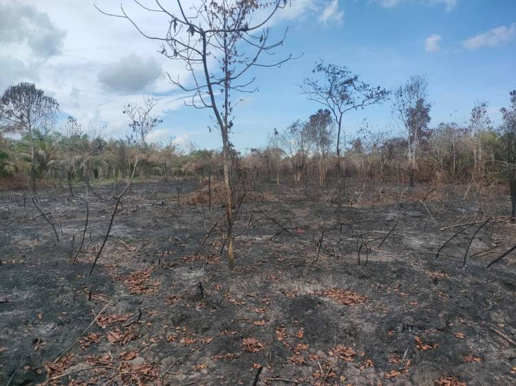 Polisi Bongkar Karhutla di Rupat Utara, Terungkap Lahan Ilegal 35 Hektare