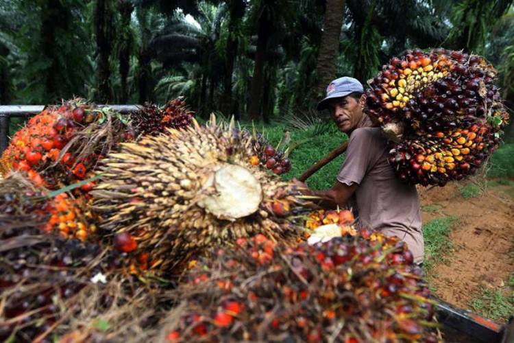 Harga TBS Sawit Riau Naik Periode 8&ndash;14 April 2026, Tembus Rp4.007/Kg