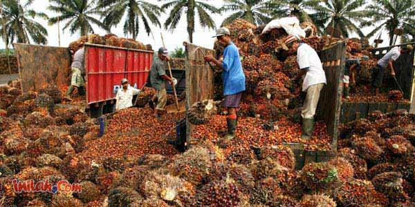 Harga TBS CPO Riau Naik Rp77,25 PerkiÄºo