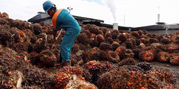 Awal Ramadhan Harga TBS Naik Rp2000 Per Kilogram