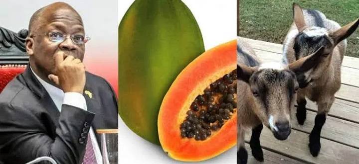 Alat Rapid Test Impor, Pepaya dan Kambing Dites Hasilnya Positif Covid 19