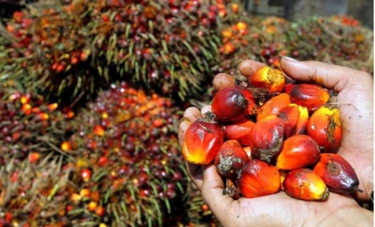 Harga CPO Mei 2026 Naik 6,06 Persen Jadi USD 1.049,58 per MT