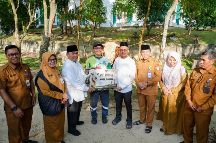 Wawako Dumai Serahkan Sapi Kurban Bantuan Presiden Prabowo ke Masjid Agung Al Manan