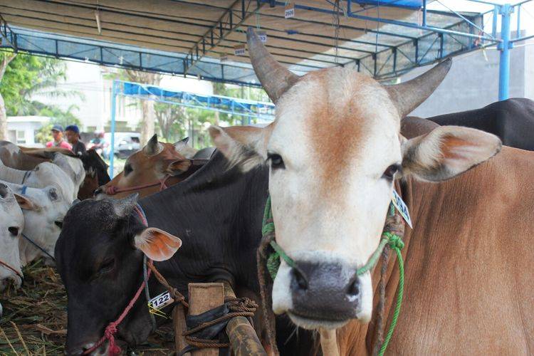 Idul Adha 1447 H, PWI Riau Sembelih 6 Ekor Sapi dan 1 Ekor Kambing