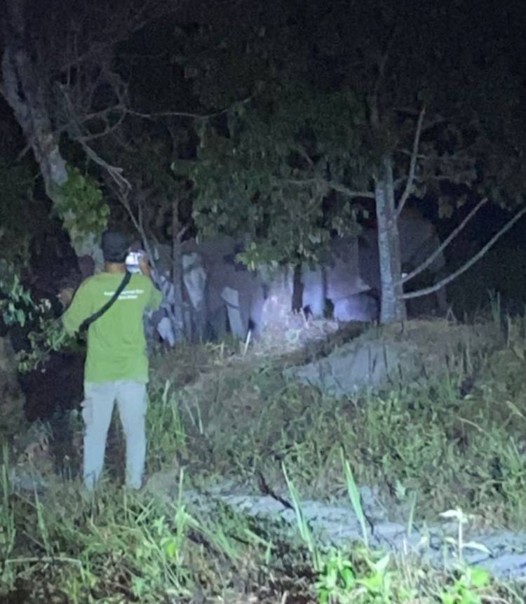 Kawanan 12 Gajah Liar Melintas di Muara Fajar Pekanbaru, Warga Sempat Cemas