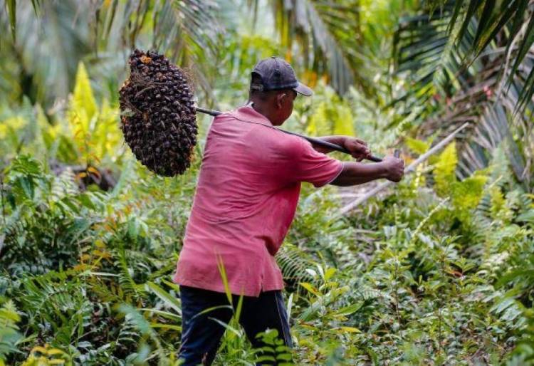 Harga TBS Sawit Riau Periode 06 - 12 Mei 2026 Naik Tipis
