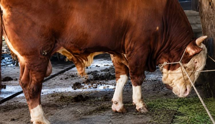 Samson 950 Kg, Sapi Jumbo Asal Dumai Terpilih Jadi Kurban Presiden Prabowo