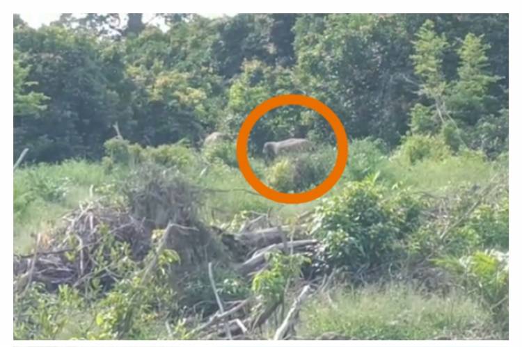 Gajah Liar Rusak Puluhan Hektar Kebun Sawit Warga Pelalawan