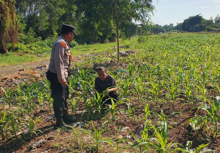 Dukung Ketahanan Pangan, Polsek KSKP Dumai Cek Pertumbuhan Tanaman Jagung