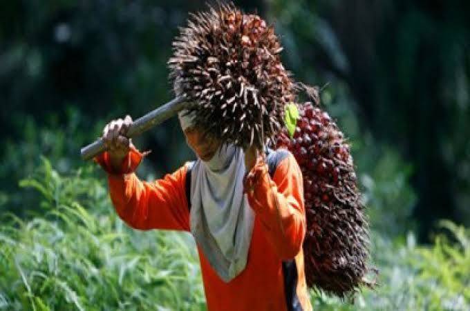 Harga TBS Plasma Riau Naik, Minggu Ini Tembus Rp3.563 per Kg