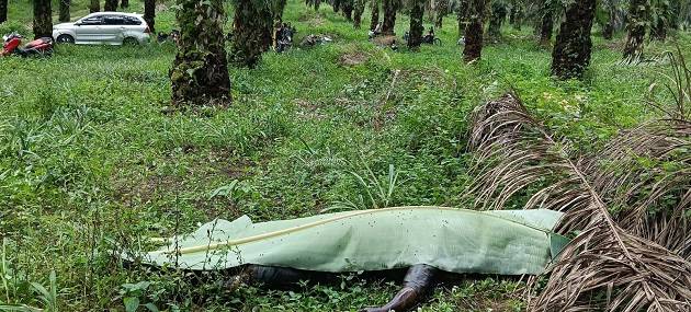 Polisi Selidiki Penemuan Jasad Pria di Kebun Sawit Bandar Petalangan, Pelalawan