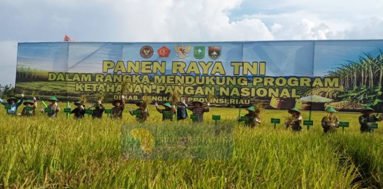 Pemkab Bengkalis Bersama TNI-Polri Dorong Produktivitas Petani Lewat Panen Raya Padi