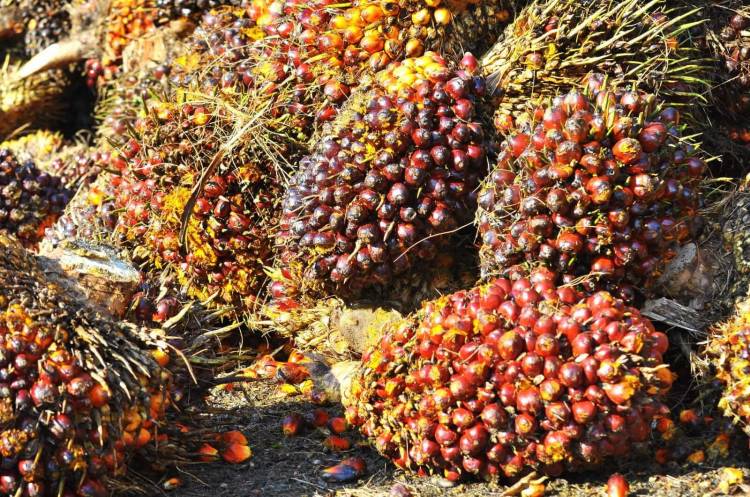 Program B50 Belum Jelas, Harga CPO Kembali Melemah