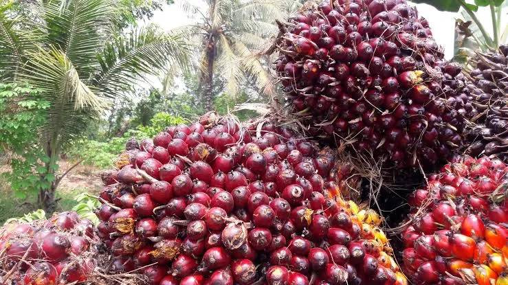 Harga Sawit Riau Pekan Ini Naik, TBS Umur 9 Tahun Capai Rp3.859,87/Kg