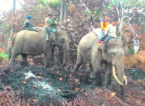 Pemadaman Karhutla TNTN Pelalawan Dibantu Pasukan Gajah