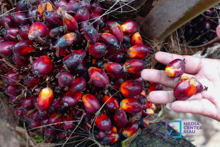 Harga TBS Sawit Riau Naik Jadi Rp 3.631,58/Kg, Didorong Kenaikan CPO dan Kernel