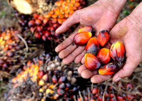 Harga TBS Sawit Riau Pekan Ini Turun, CPO dan Kernel Jadi Pemicu