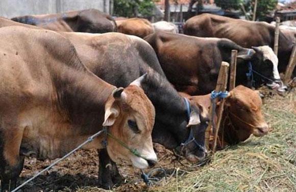 Pemko Pekanbaru Kurban 31 Ekor Sapi 