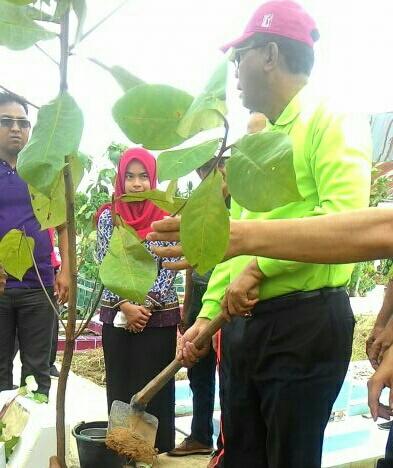 Bupati Rohil Galakkan Penanaman Pohon 