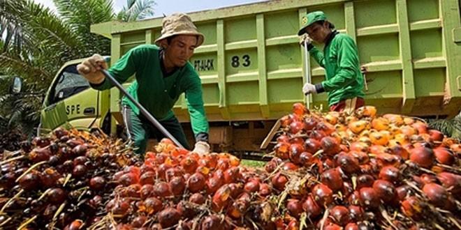 Pekan Ini, Harga TBS Sawit Riau Merangkak Naiik