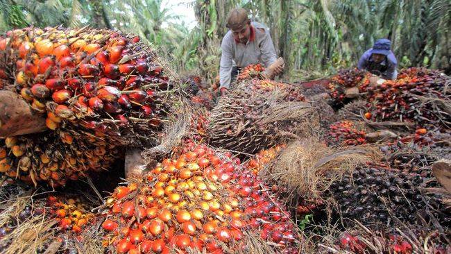 Harga TBS Sawit Riau Periode 3-9 September 2025 Turun Jadi Rp 3.674,30/Kg