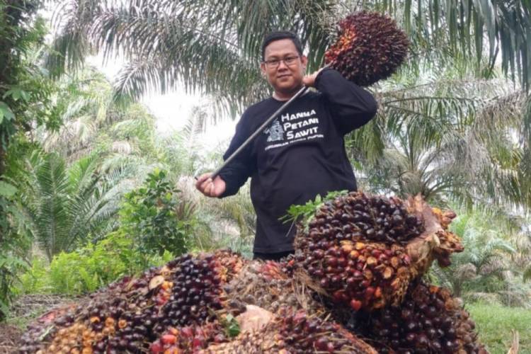 Harga TBS Kelapa Sawit Mitra Plasma Riau Turun Rp5,15/Kg
