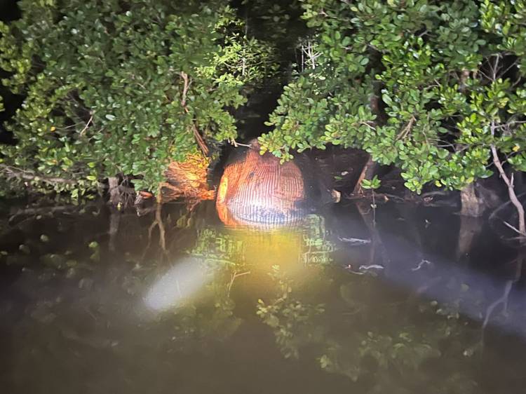 Geger! Bangkai Mamalia Laut Berukuran 8 Meter Ditemukan di Mangrove Inhil