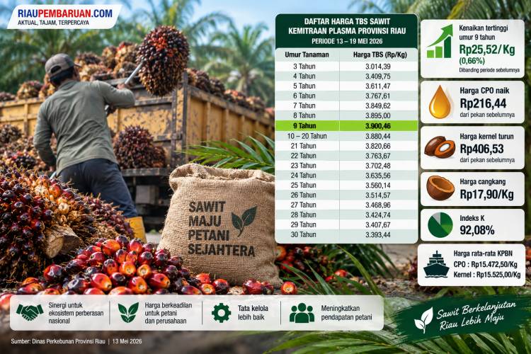 Harga TBS Sawit Riau Naik 0,66 Persen, Ini Daftar Lengkapnya