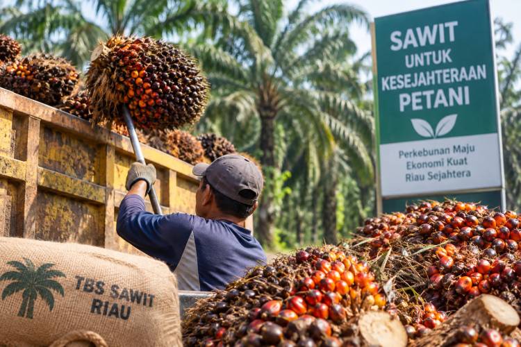 Harga TBS Riau Turun, Penurunan Terbesar Rp27,08 per Kg