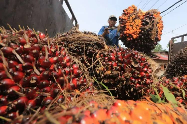 Harga TBS Sawit Riau Turun Rp133/Kg, CPO dan Kernel Jadi Pemicu
