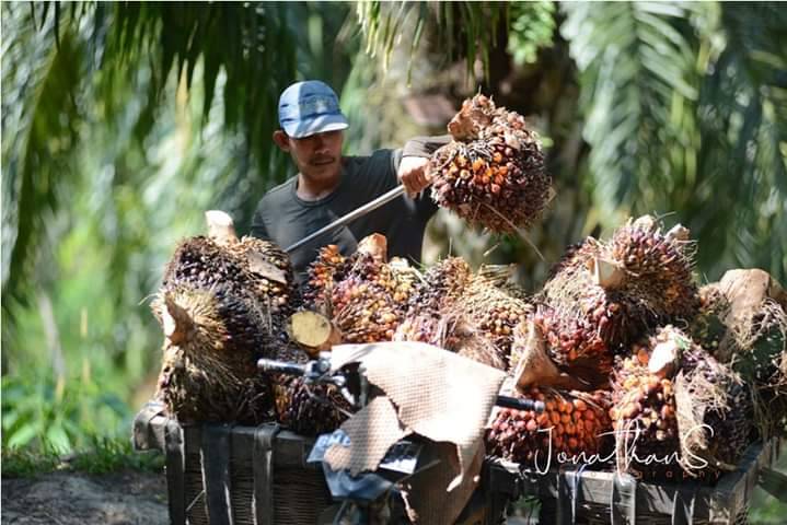 September 2020, Nilai Ekspor Minyak Sawit Mentah (CPO) Indonesia US$ 1,87 Milyar