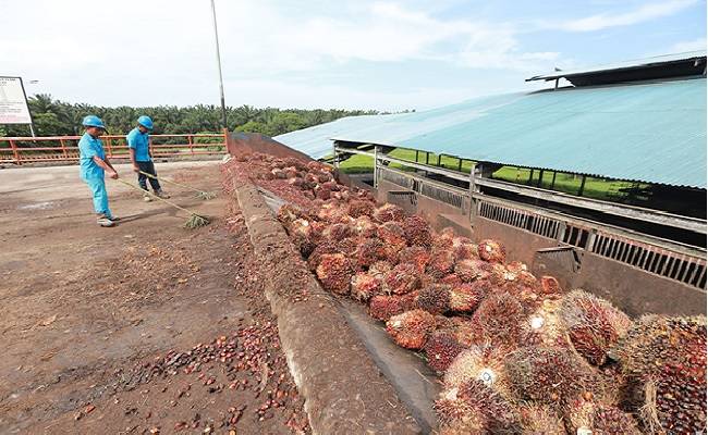 Pasar Ekspor Minyak Nabati Bergeliat: Hati-hati Terjadi Turunnya Permintaan Minyak Sawit
