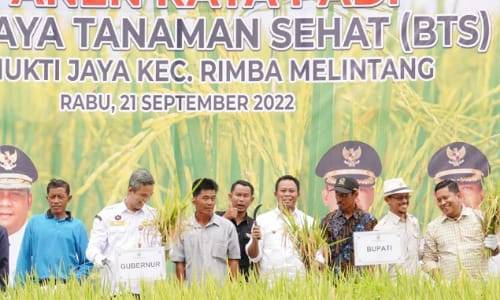 Produksi Padi di Rimba Melintang Jadi Perhatikan Pemerintah